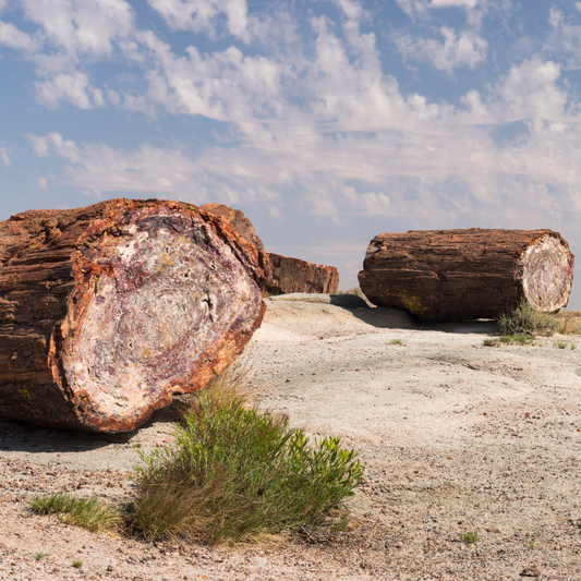 Versteinertes Holz in Form von erhaltenen versteinerten Baumstämmen